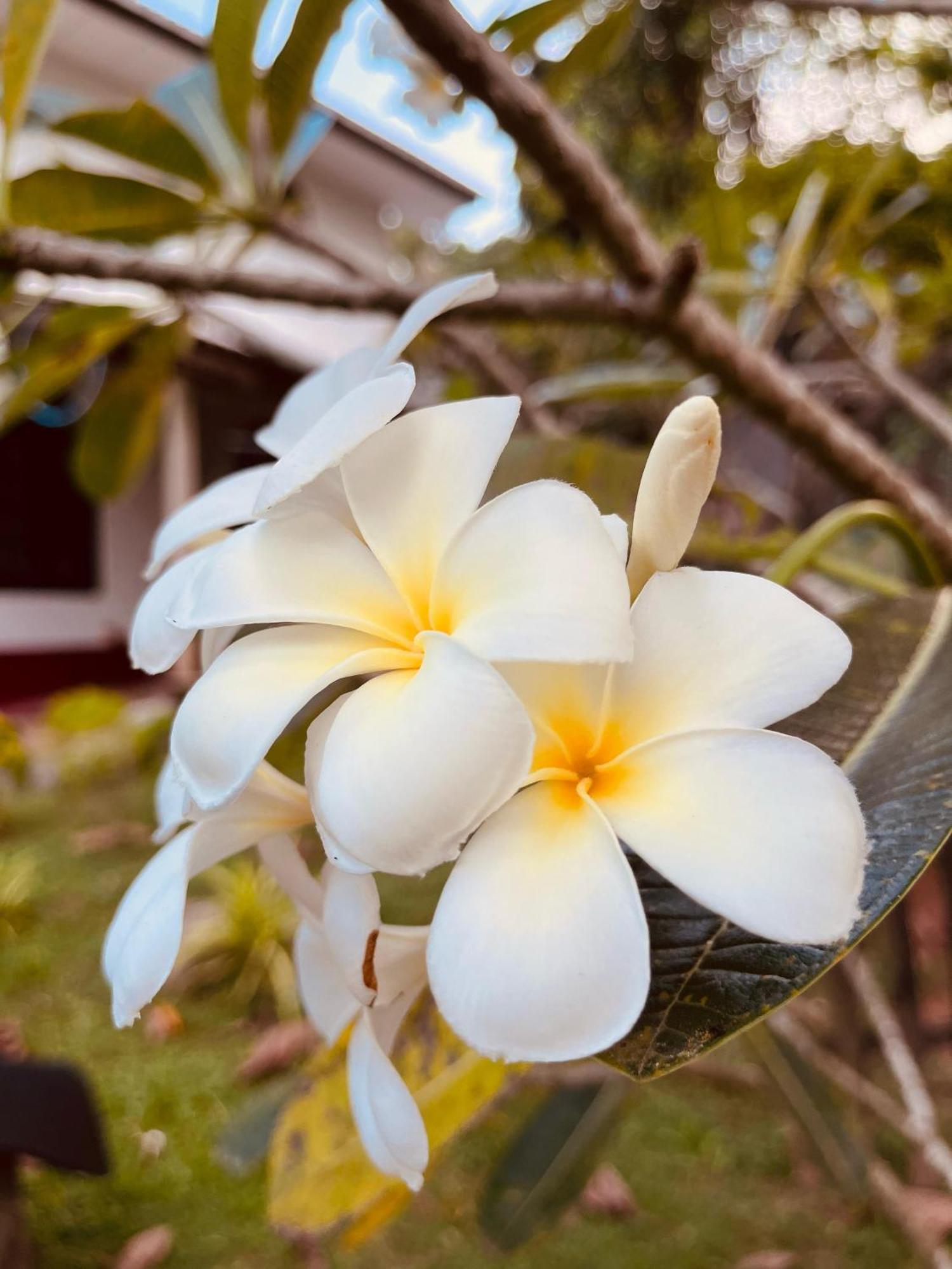 Unawatuna White Villa Εξωτερικό φωτογραφία